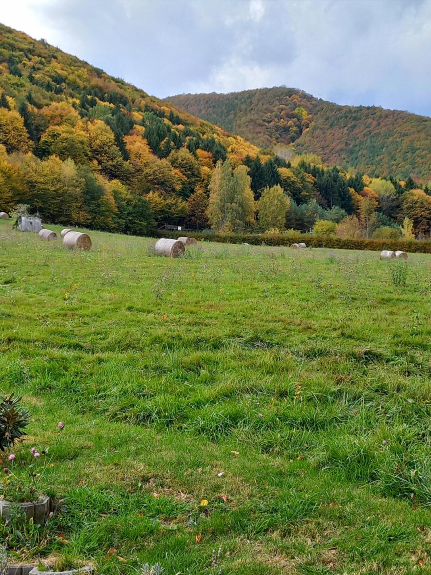 Pensiunea Natura Sadu سيبيو المظهر الخارجي الصورة